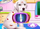 Labrador Puppy Daycare Salon