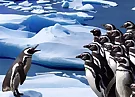 Penguins Slide