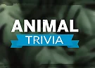 Animal Trivia